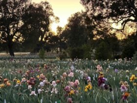 Beautiful Field of Iris at Riverina iris Farm