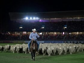 A man on a horse leading a large herd of sheep, inside a the Main Arena at night time.