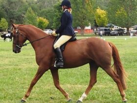 Gundagai Show Hack