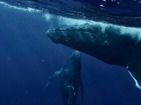 The Sonic Whale