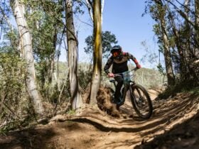 Rider entering the trees.