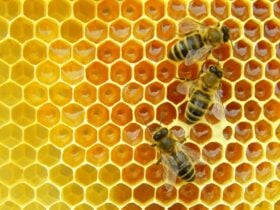 bees