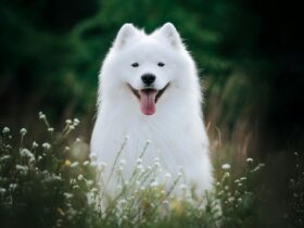 Top Dog Film Festival 2026