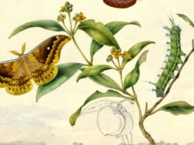 butterfly illustration by Harriet Scott