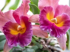 Orchid