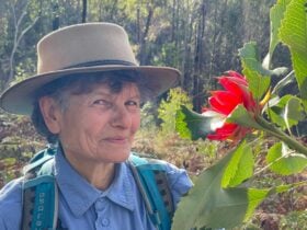 Waratah in forest