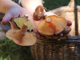 Wild edible mushrooms in a hand