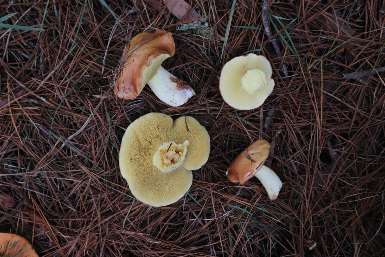 Wild mushrooms on the grass