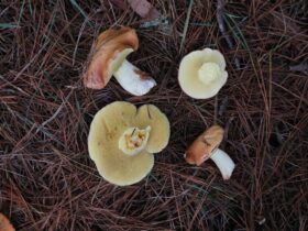 Wild mushrooms on the grass