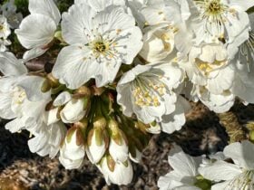 Cherry Blossom at BackCreek