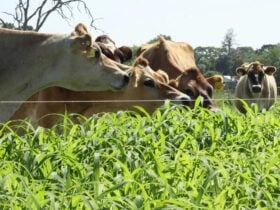 Jersey cows eating grass