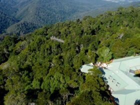 Canopy Cafe, Dorrigo National Park