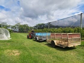 Cedar Creek Orchard