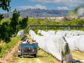 Tractor ride to fruit picking