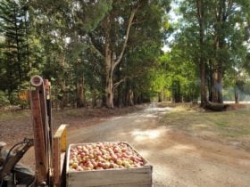 Bringing back cider apples from the orchard