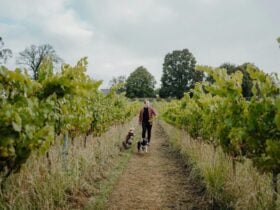 Michael Archer in the vineyard at Dawning Day local Southern Highlands winery