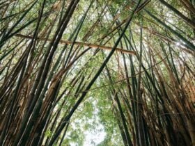 Bamboo Entrance