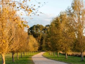 Country Lane