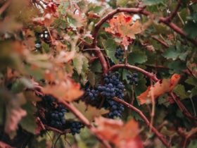 Eunonyhareenyha Winery