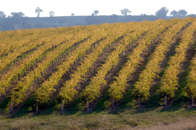 Vines
