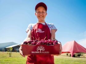 Lady in a red apron holding up a box of cherries labelled "Hall Family Orchards".