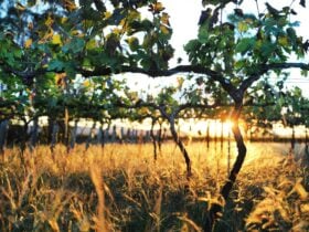 Vineyard with golden sunset backdrop