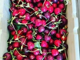 hillside harvest cherries