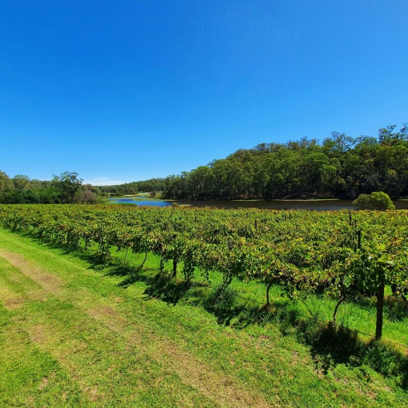 A photograph of grape vines