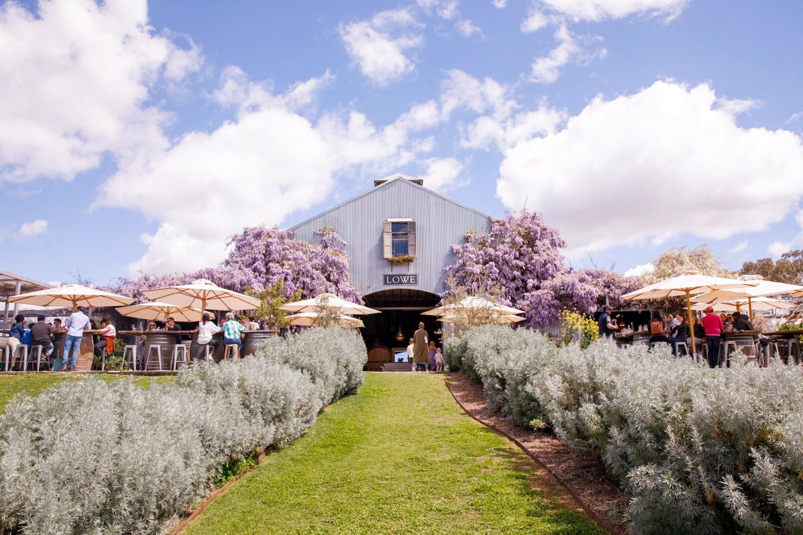 Wisteria in Bloom at Lowe