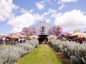 Wisteria in Bloom at Lowe