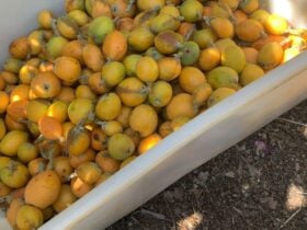 Crate full of yellow fruit.