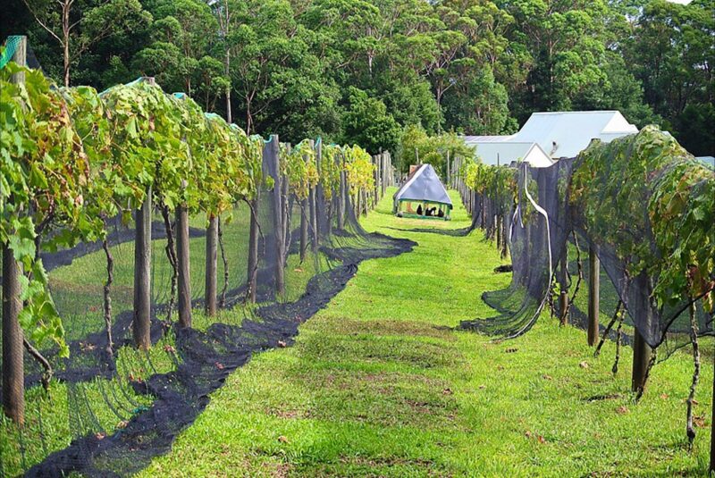 Chooks in the Vineyard