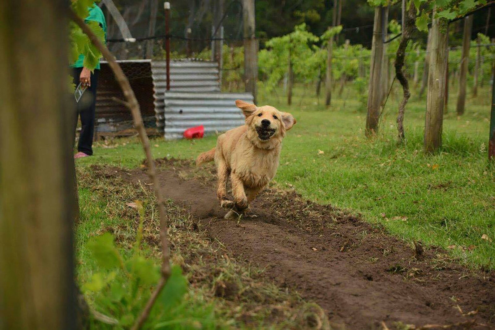 Rosie in the vineyard