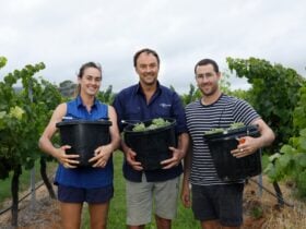 Margan family with handpicked grapes from vintage