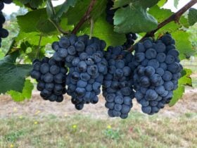 MCE Vineyard