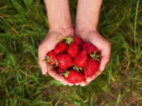 Merry Maidens Veggies