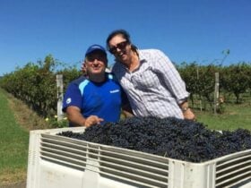 mira wines main image