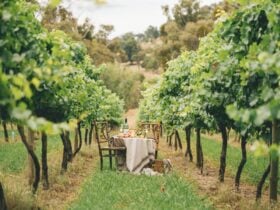 vines, wine, escape, boutique
