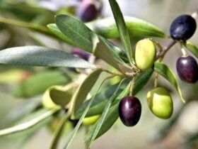 Olives on tree