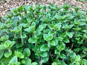 Oregano in garden