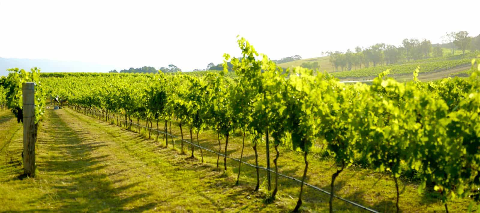 Peacock Hill Vineyard