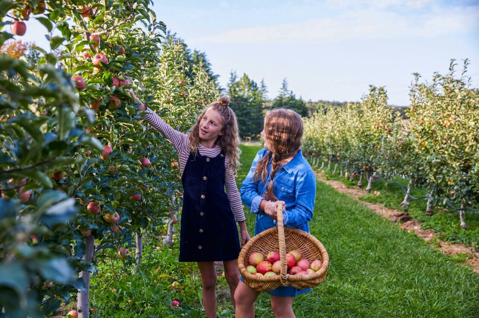 Young girls enjoying a day of apple picking at Shields Orchard, Bilpin