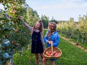 Young girls enjoying a day of apple picking at Shields Orchard, Bilpin