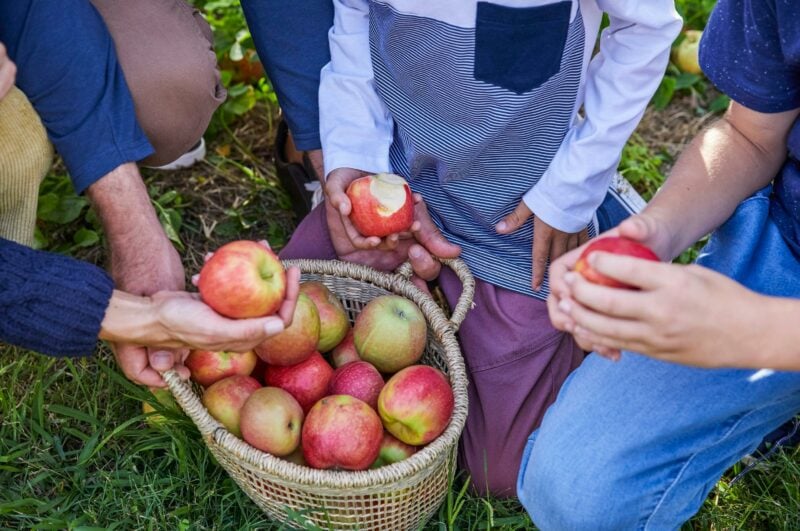 Family enjoying a day of apple picking at Shields Orchard, Bilpin
