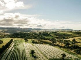Surveyors Hill Vineyard Ariel Shot