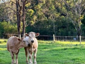 tarcoola farm