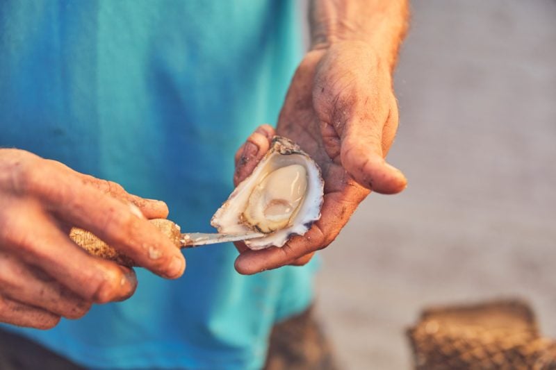 oyster image