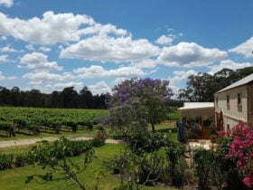 Tintilla cellar door