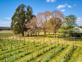 Vines in foreground with trees and house in background