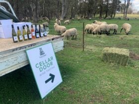 tasting in the vineyard